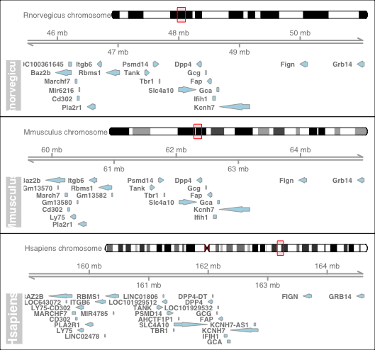Synteny Conservation around DPP4 gene between various Organisms